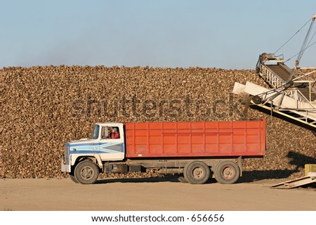 sugar beet harvest - truck waiting in front of off-loaded beet