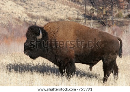 bison / north american buffalo by yellowstone national park, wyoming
