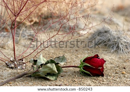 lost dry rose laying on the ground, symbolizing lost love or breaking up. closeup with focus on bud.