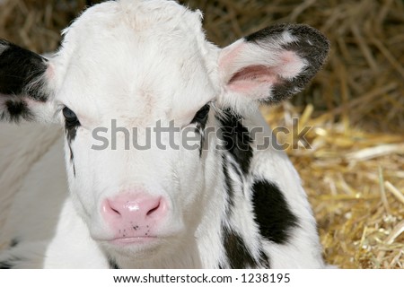 calf closeup with hay background, focus on eyes