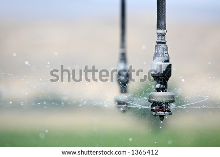 irrigation - automated irrigation system in operation, closeup of single hose with sprayer dispensing water. note \