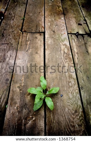 life - young green plant emerging through the cracks of an old wooden floor from an abandoned warehouse. focus on plant.