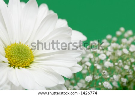 white daisy over green with baby's breath