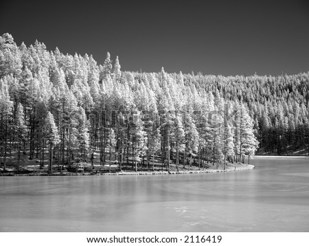 frozen lake with forest in winter - native infrared converted to black and white. Bighorn mountains, Wyoming.