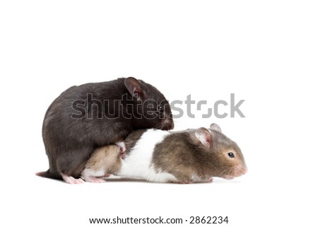 ... electrical hamsters for sale / cute pictures of short hair hamsters ... electrical hamsters for sale / cute pictures of short hair hamsters