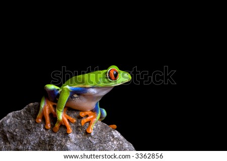 frog on a rock isolated on black background, red-eyed tree frog (Agalychnis callidryas)