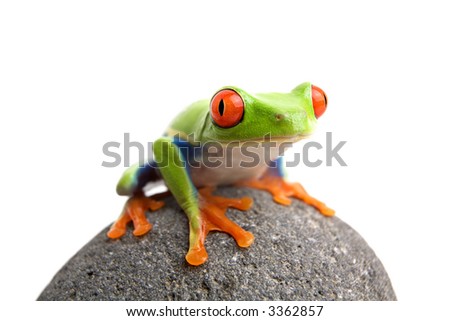 frog on a rock, closeup of a red-eyed tree frog (Agalychnis callidryas) sitting on a rock, isolated on white