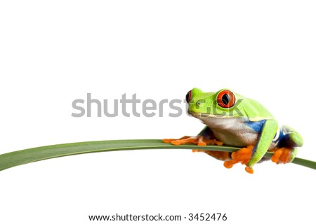 Long Frog