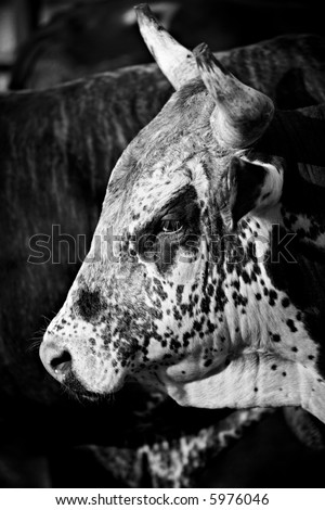 rodeo bull closeup, converted to black and white with added grain