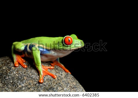 red eye tree frog images. stock photo : red-eyed tree