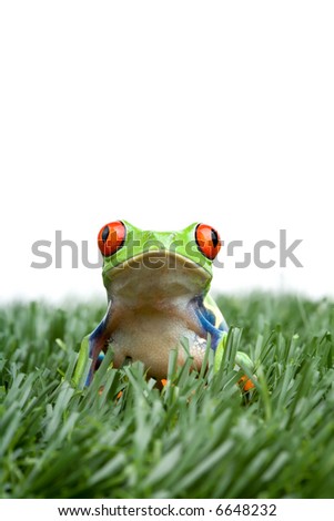 red-eyed tree frog in the grass, closeup isolated on white