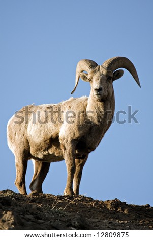 bighorn sheep (Ovis canadensis) atop a cliff in late sun