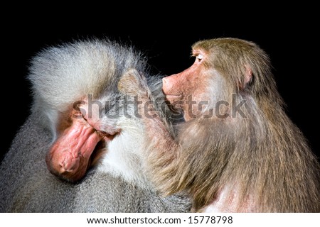 baboon grooming another closeup isolated on black