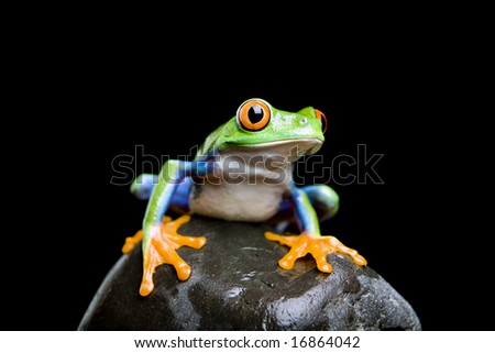 frog on a rock closeup and isolated on black - red-eyed tree frog (Agalychnis callidryas)