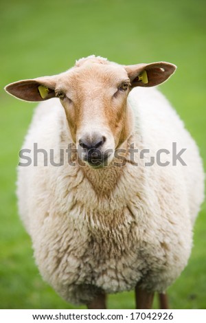 cute fluffy sheep