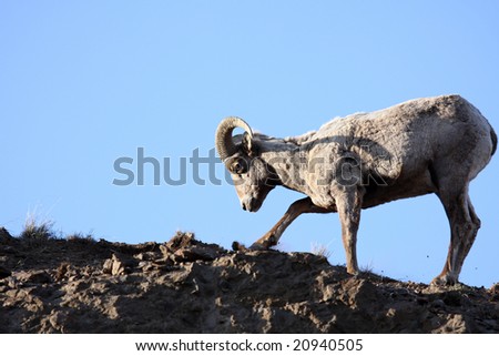 bighorn sheep digging up roots atop a cliff. Late sun, motion blur on hoof. Wyoming