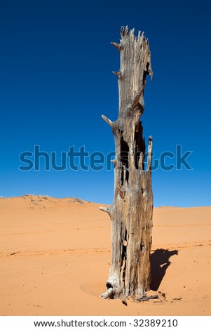 tree in the desert - coral pink sand dunes, utah