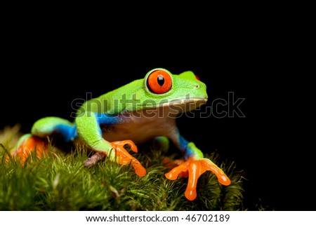 tree frog jumping. red-eyed tree frog closeup