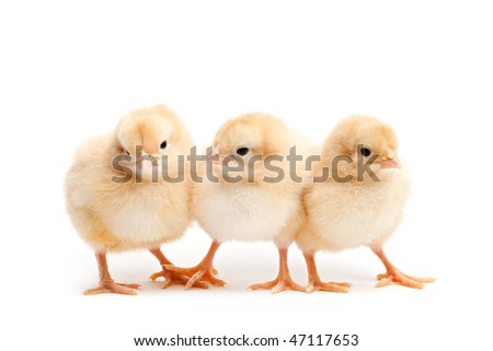 baby chicks. cute aby chickens - Buff