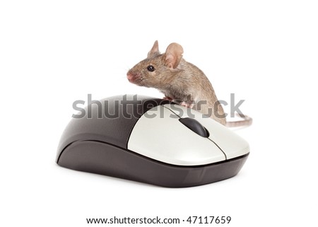 live grey mouse with computer mouse isolated on white