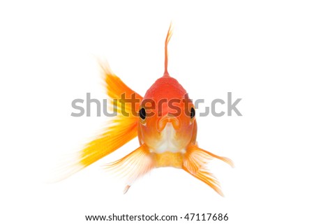 Goldfish Front