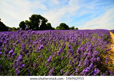 Lavender Field in summer time