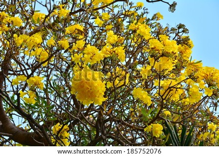 Silver trumpet tree or Tree of Gold. The tree with vivid yellow flowers