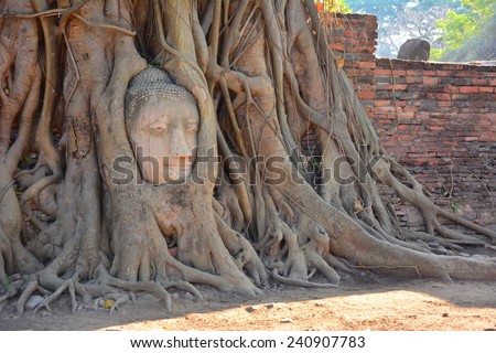 AYUTTHAYA, THAILANDi - 29 December, 2014 : Head of Sandstone Buddha in the tree roots at Wat Mahathat, This is an amazing attraction in Ayutthaya and became the world heritage by UNESCO