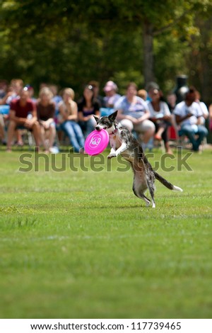 CONYERS, GA - AUGUST 25:  A dog lands after jumping to catch frisbee in mouth in a competition at the Big Haynes Creek Wildlife Festival on August 25, 2012 in Conyers, GA.