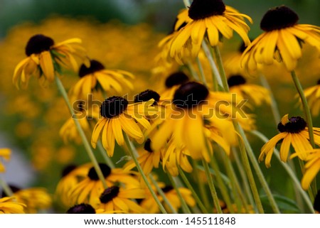 Closeup Of Daisies Set Against Background Of Blurred Flowers