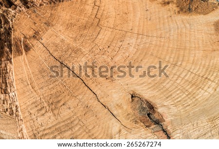 Red oak wood with growth rings