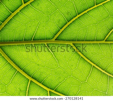 Close up of leaf of fiddle-leaf fig, soft focus