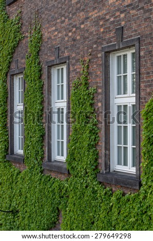 Old building windows overgrown with ivy, Wawel castle, Krakow, Poland
