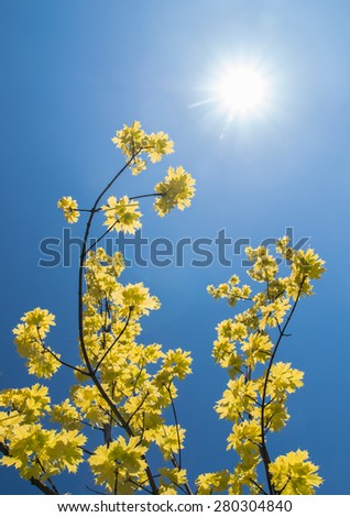Yellow  maple ash (box elder) in full sun with a clear blue sky as a background