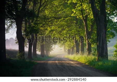 Country road running through tree alley in the morning sun