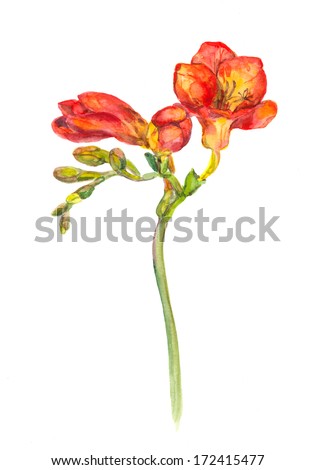 Watercolor Painted Red Freesia Flower Stock Photo 172415477 