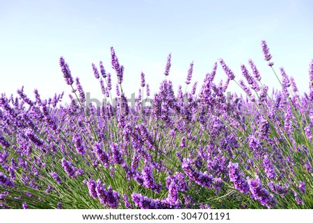 Lavender flowers - ingredient for cosmetic and aroma
