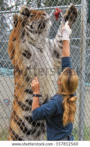 CAVE JUNCTION, OREGON - MAY 14TH, 2012. The Great Cats World Park. Park worker Farrah Conti feeds Bengal Tiger Samson