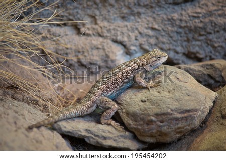 Desert Collared Lizard