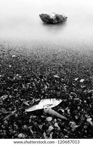 dead fish and stone on the beach, black and white