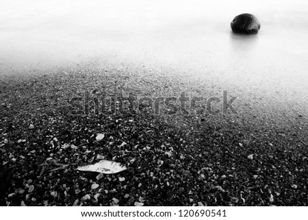 dead fish and coconut on the beach ,black and white
