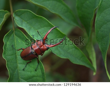 beautiful red bug and leaves in nature