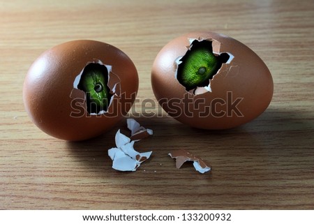 two snake's head in broken eggs on wooden