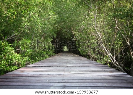 Tree tunnel and wooden bridge in mangrove