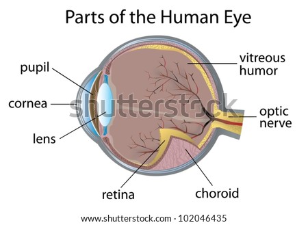 Illustration Of Parts Of The Human Eye - 102046435 : Shutterstock