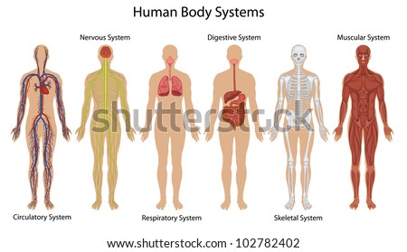 Illustration of the human body systems EPS VECTOR format also available in my portfolio Illustration of the human body systems EPS VECTOR format also available in my portfolio