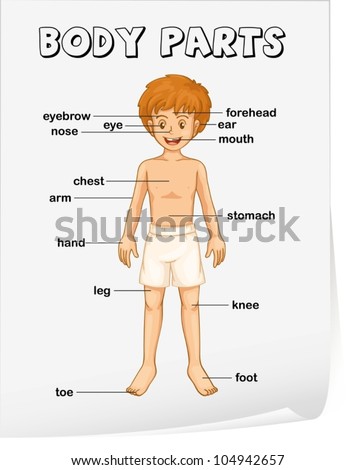 Boy Body Parts