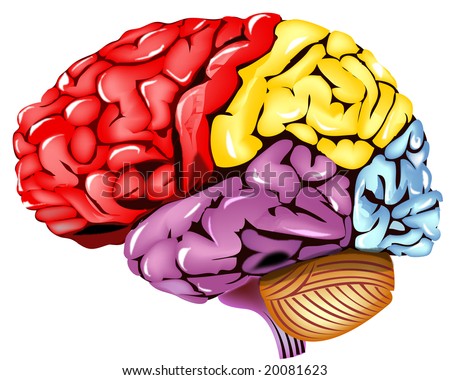 human brain diagram. +sheep+rain+diagram