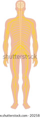 Cartoon Illustration Of The Human Nervous System - 20258809 : Shutterstock