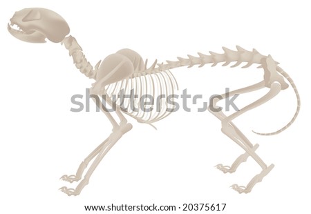 Cats Skeletal System